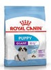 SHN GIANT PUPPY 15K